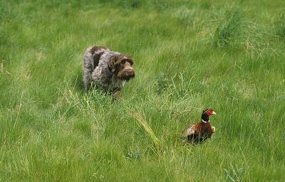 柯尔犬或铁毛狮鹫犬狩猎普通雉鸡