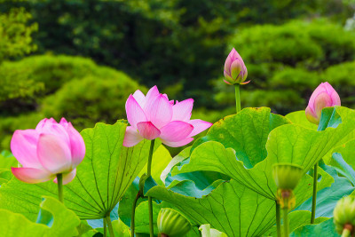 莲花