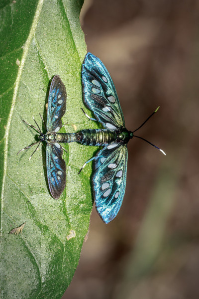两只Heady Maiden moth (Amata kuhlweini)正在交配，乌干达，非洲
