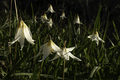 野复活节百合花