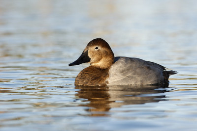 Canvasback, Aythya valisin野外