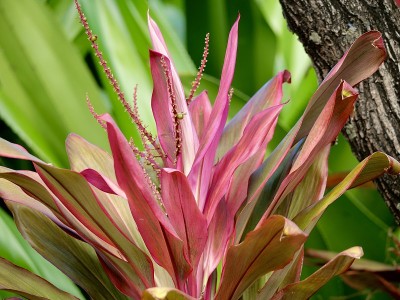 Cordyline草草原