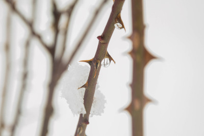 野玫瑰刺在雪中，冬天的季节