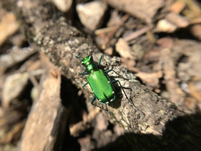 六斑虎甲虫