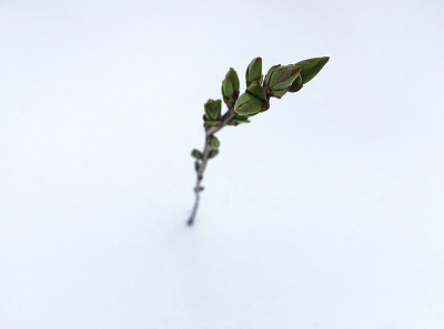 雪中植芽