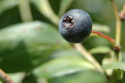 蓝莓