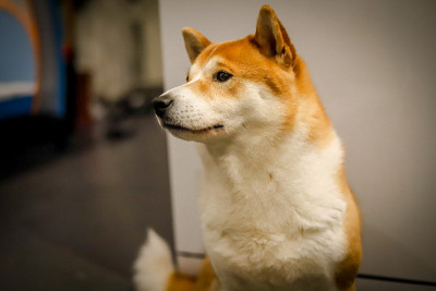 柴犬