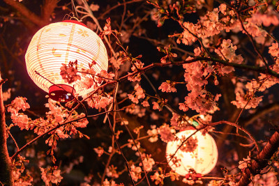 日本的樱花夜景