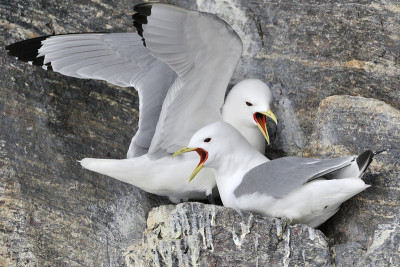 Kittiwakes (Rissa tridactyla)