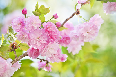 樱花