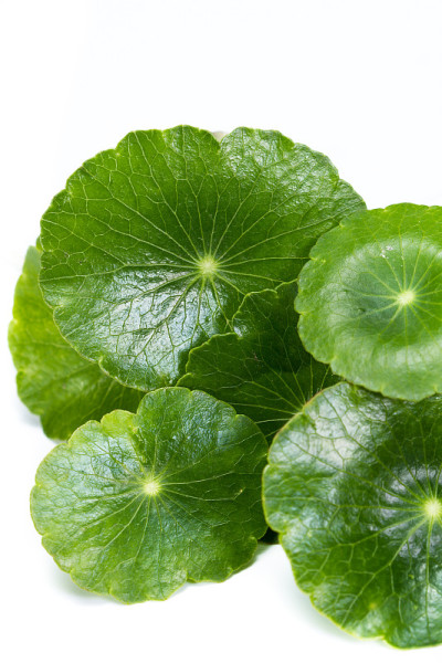 金币草