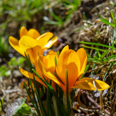 早春在花园里盛开的一种观赏番红花的黄色花朵。