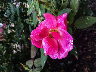粉红色的花和雨