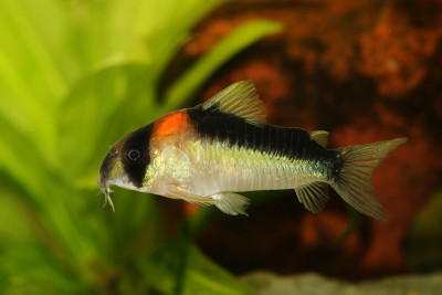 热带水族鲶