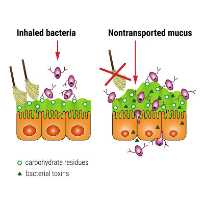 Bacterial interaction with respiratory mucus, medi