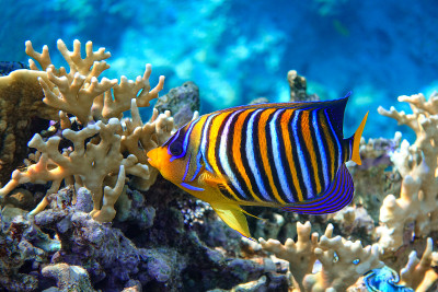 皇家或帝王天使鱼(Pygoplites diacanthus) -红海