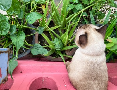 从墙洞里出来的猫只有一半