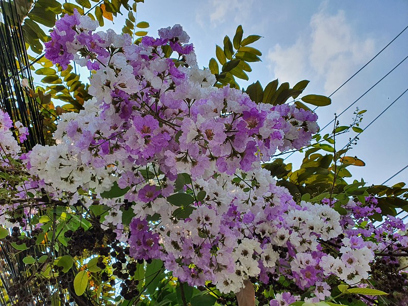 印度的骄傲有紫色和白色的花。属性为泻，作为一种降压药，治疗尿路疾病。