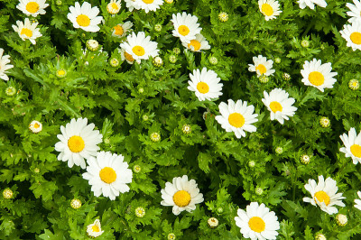 甘菊