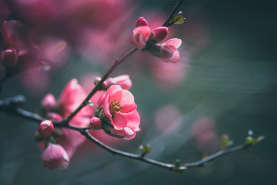 木瓜在春天开花