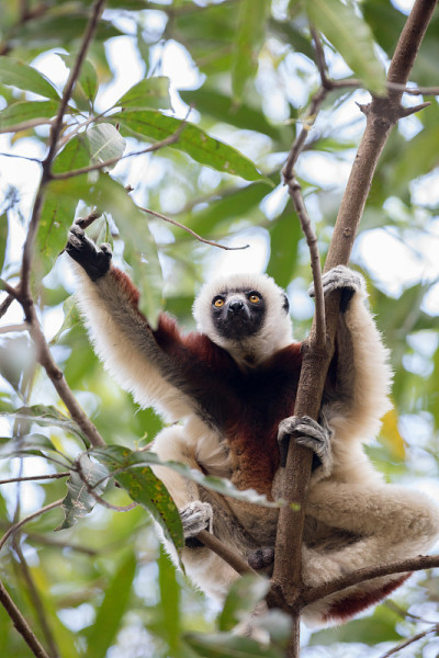 狐猴(Propithecus coquereli)马达加斯加