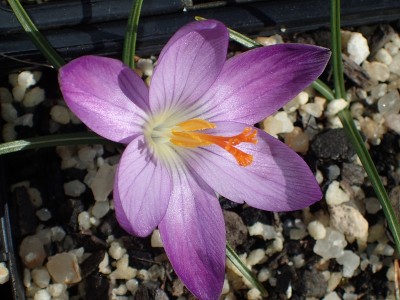番红花属
