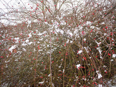 冬天外面雪覆盖红莓灌木和棕色树枝