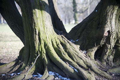 Wurzelbaum