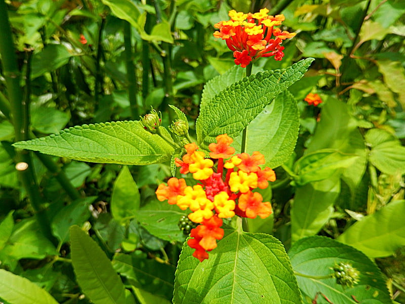 亚马逊花