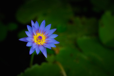 池塘里的蓝莲花