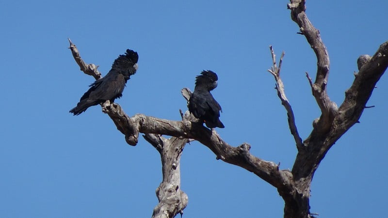 红尾黑凤头鹦鹉。Calyptorhynchus banksii 7。