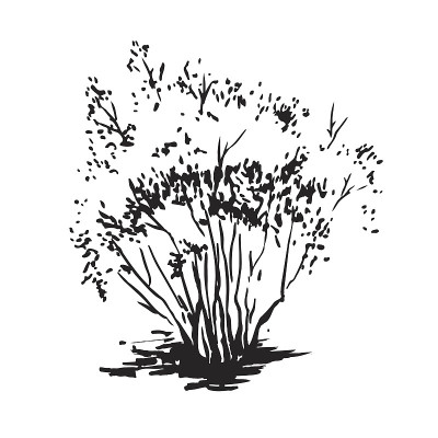 手绘布什。黑白实景，毛笔素描