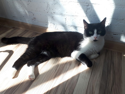一只黑白相间的小猫正躺在白色砖墙上晒太阳。