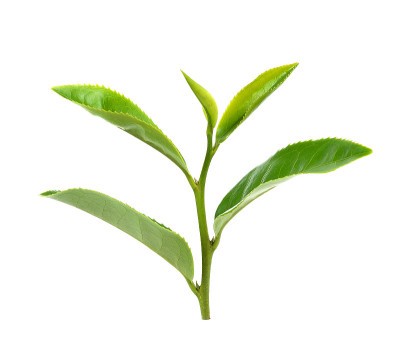 绿茶的叶子