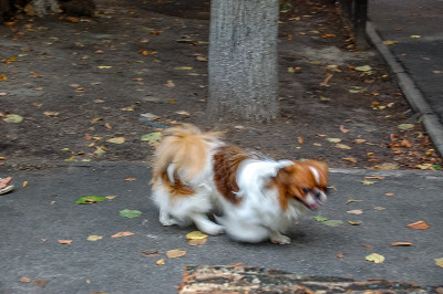 狗的特写画像