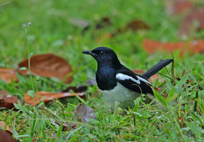 东方Magpie-robin