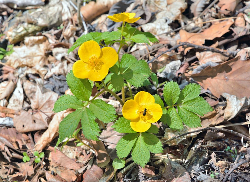 春黄花(Hylomecon vernalis)