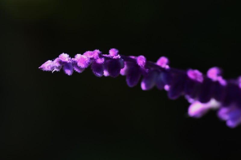 墨西哥灌木鼠尾草花。