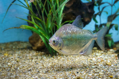 明亮的热带鱼在水族馆里平静地游动。