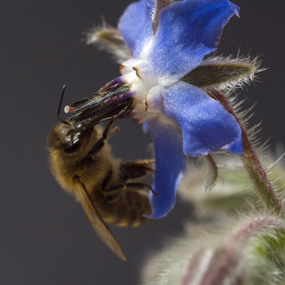 Borago;officinalis;蜜蜂;