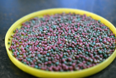 鱼食的特写镜头