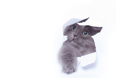 小猫从破纸洞里往外看