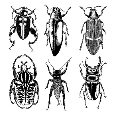 Insect stipple drawing set isolated. Insects and b