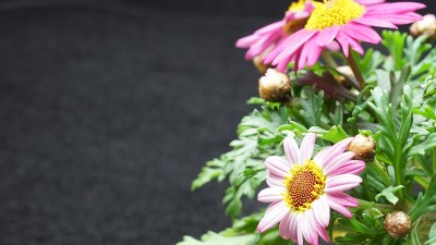 玛格丽特