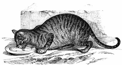 家养猫