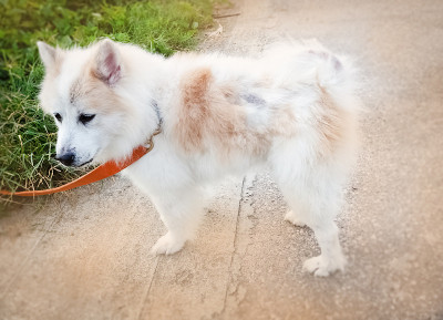 犬的皮炎，表现在犬的皮肤上