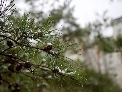 韩国的雪果