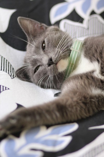 灰色的猫，白色的爪子和胸部