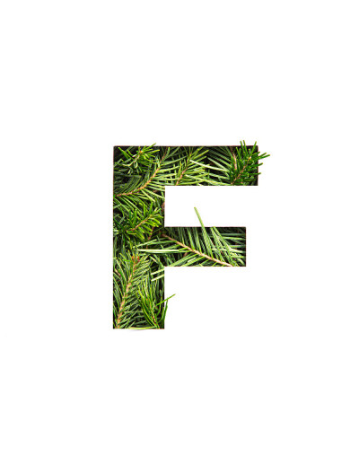 英文字母F由天然常绿云杉针叶和纸切割而成孤立在白色上。圣诞节冷杉字体