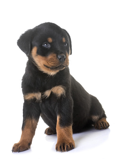 小狗罗特韦尔犬